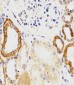 GLUL Antibody (N-term)
